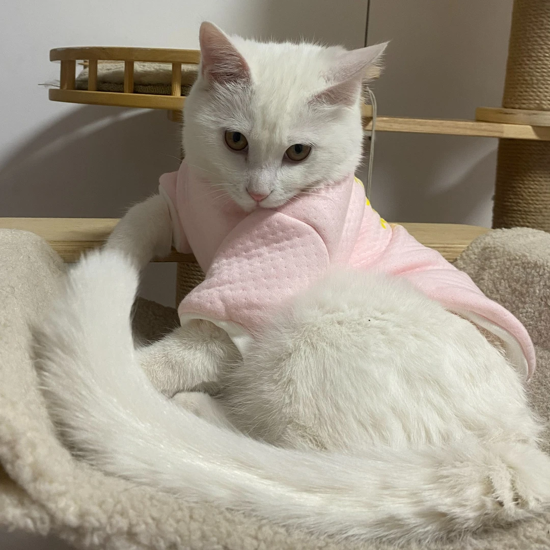 猫狗宠物衣服粉秋冬款-店铺下单两件起包邮中型犬20，15斤冬天专用