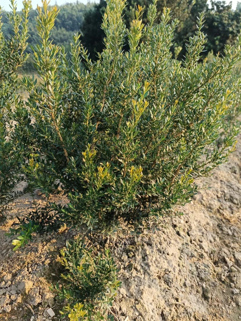 福建小叶皱皮黄杨树