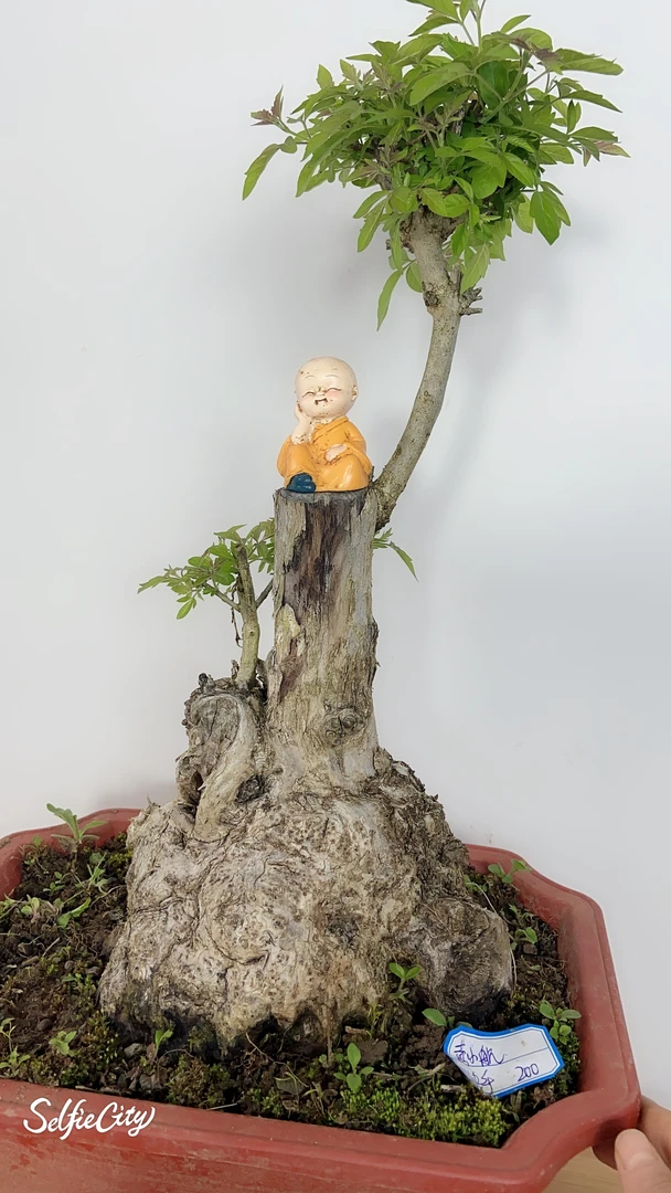 小微盆景素材,茶台桩掌中宝造型都有