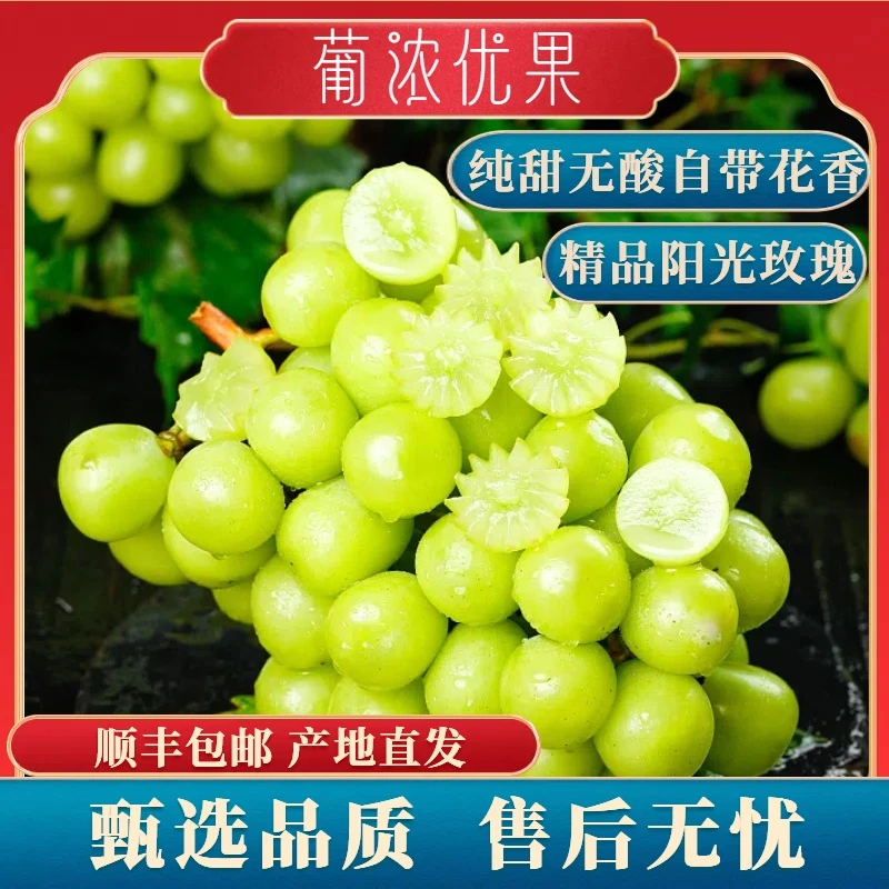 【买一送一】精品阳光玫瑰葡萄晴王无籽马奶提子颗粒饱满果园种植