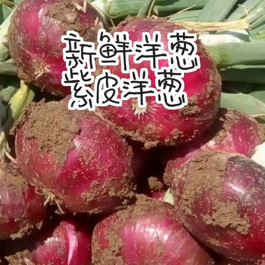 紫洋葱河南新鲜洋葱清脆鲜嫩辛辣凉拌甜洋葱5斤洋葱皮饱满精选