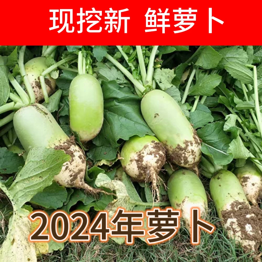 【24年现挖】新鲜现挖青萝卜白萝卜农家自种沙地现拔现发3斤1斤