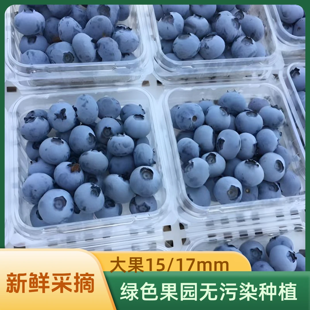 现摘【蓝莓大果】 100克/盒 15/17mm   现摘现发当季水果新鲜采摘