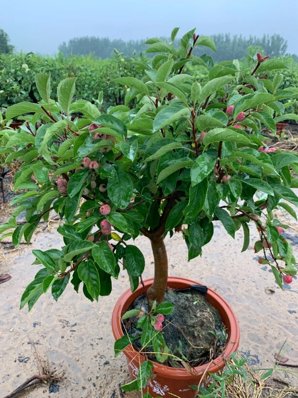 精品盆栽老桩（一物一拍）