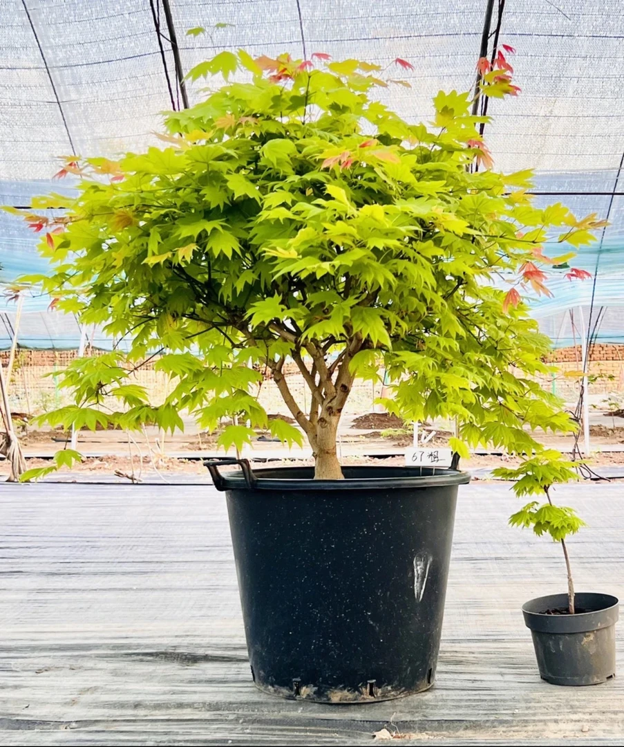 外山羽毛枫黄金枫中国红舞姬等彩叶枫树