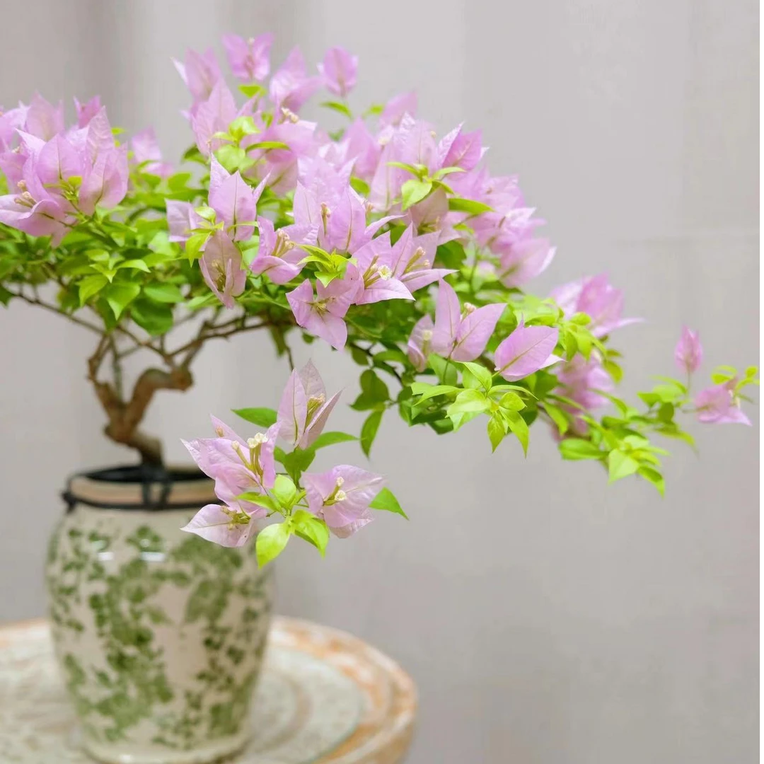 三角梅粉红豹原生四季勤花（一物一拍）