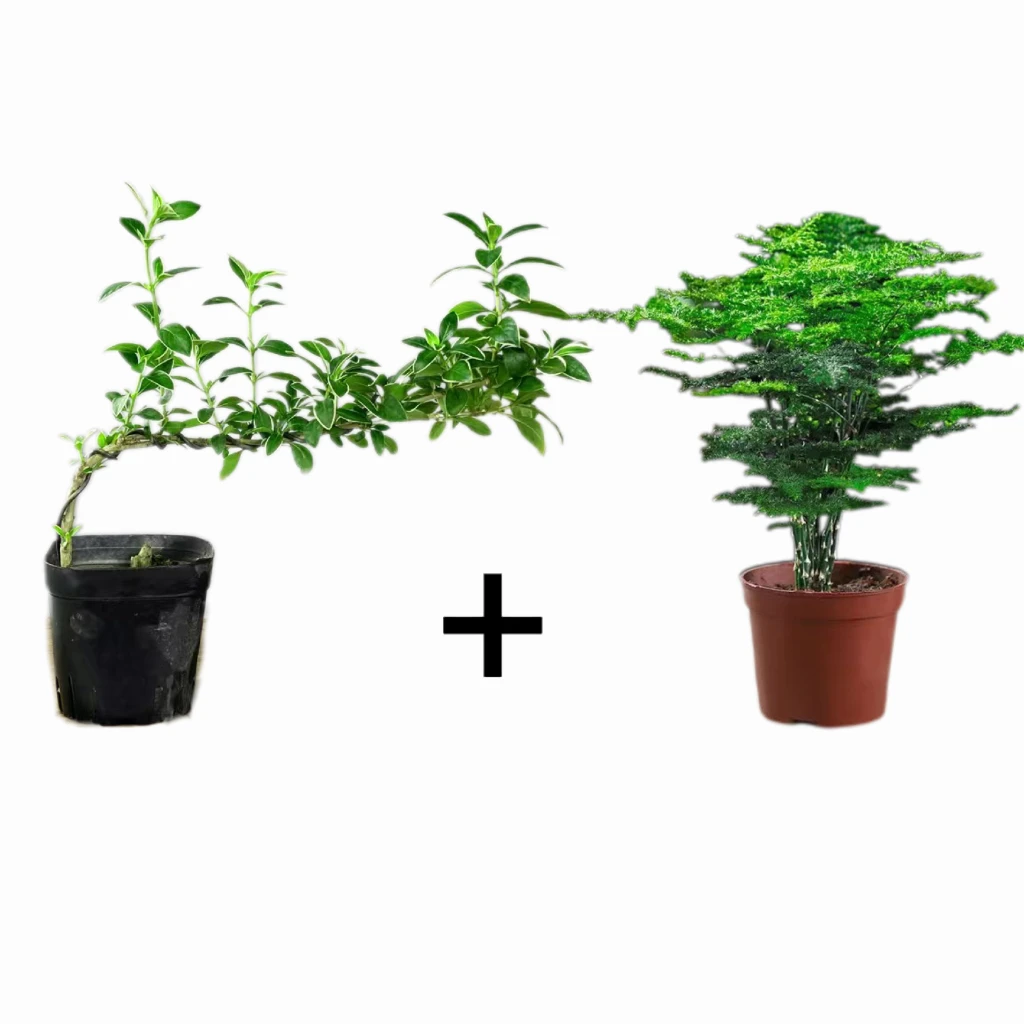 【2盆装】悬崖六月雪文竹花卉植物室内办公室好养桌面绿植四季常青