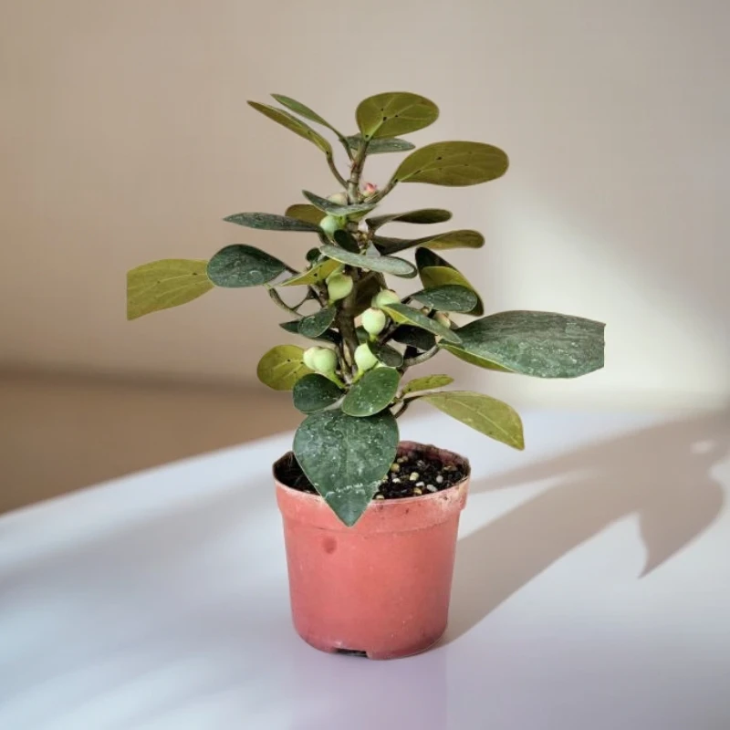 小盼菩提盆栽绿植禅意带果带盆带底座禅意盆栽绿植盆景