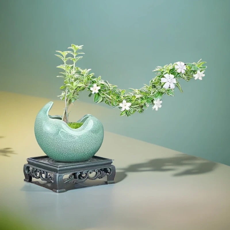 金边六月雪悬崖盆栽造型绿植植物室内老桩禅意盆景桌面办公室花卉