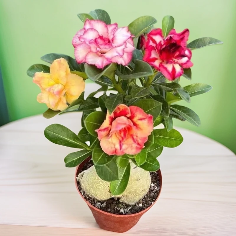 沙漠玫瑰花盆栽四季开花多色花开庭院室内外阳台好养花卉绿植盆栽