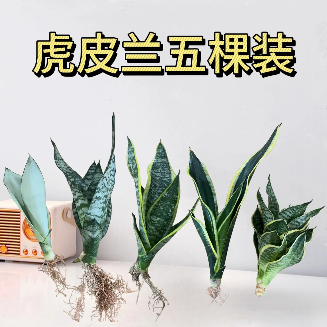 【5棵装】虎皮兰盆栽室内绿植吸甲醛客厅净化空气植物好养懒人绿植
