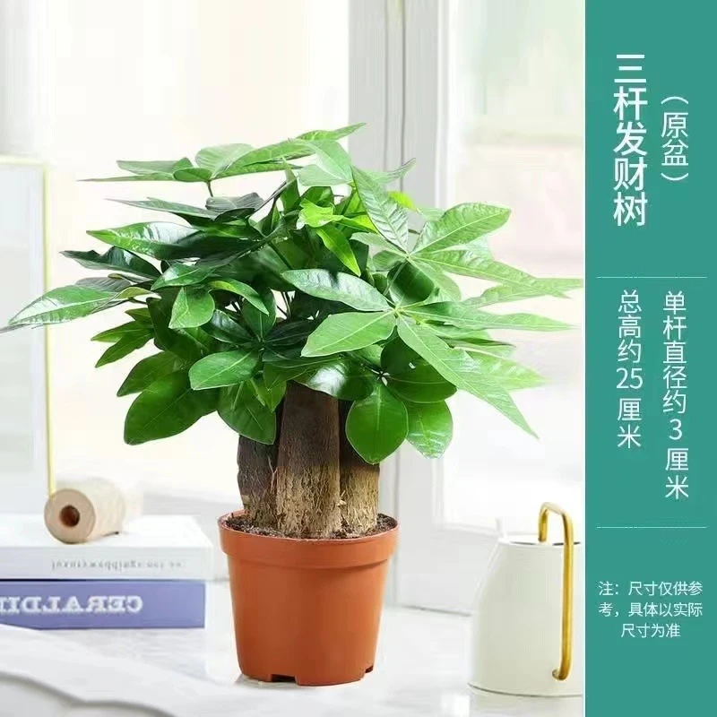【三杆发财树】财源滚滚室内净化客厅花卉办公室桌面绿植四季常青