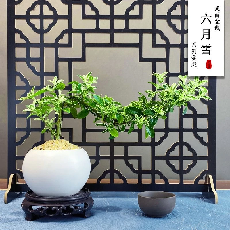 六月雪盆景悬崖茶桌禅意室内窗台小绿植物花卉办公室茶几桌面盆栽