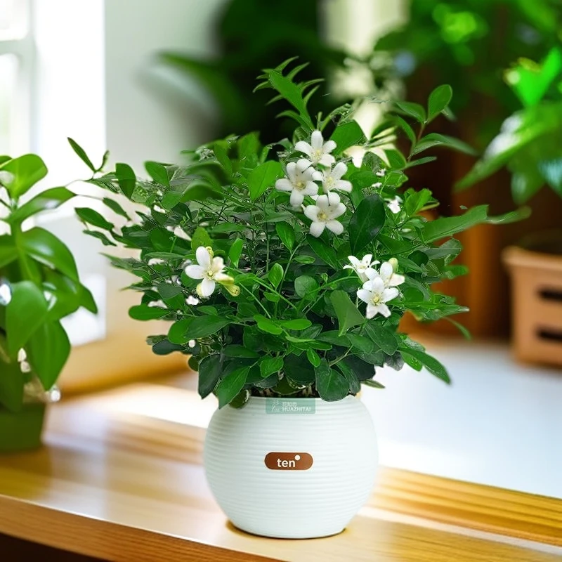 九里香盆栽可水培室内好养易活绿植花卉净化空气桌面精致盆景