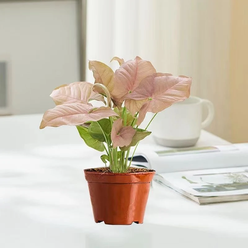 红粉佳人绿植室内吸甲醛净化空气桌面好养北欧解压懒人盆栽防辐射
