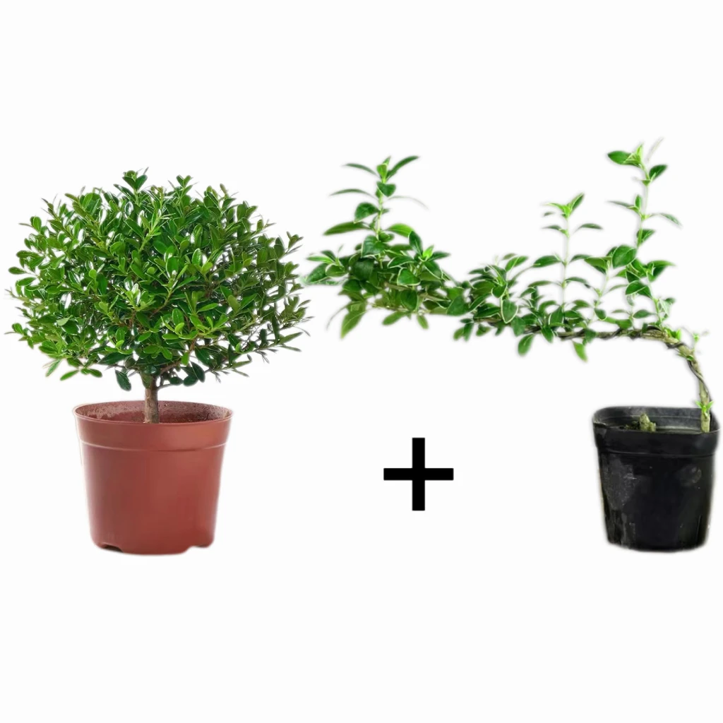 【2盆装】小叶赤楠悬崖六月雪盆景花卉办公室好养桌面绿植四季常青