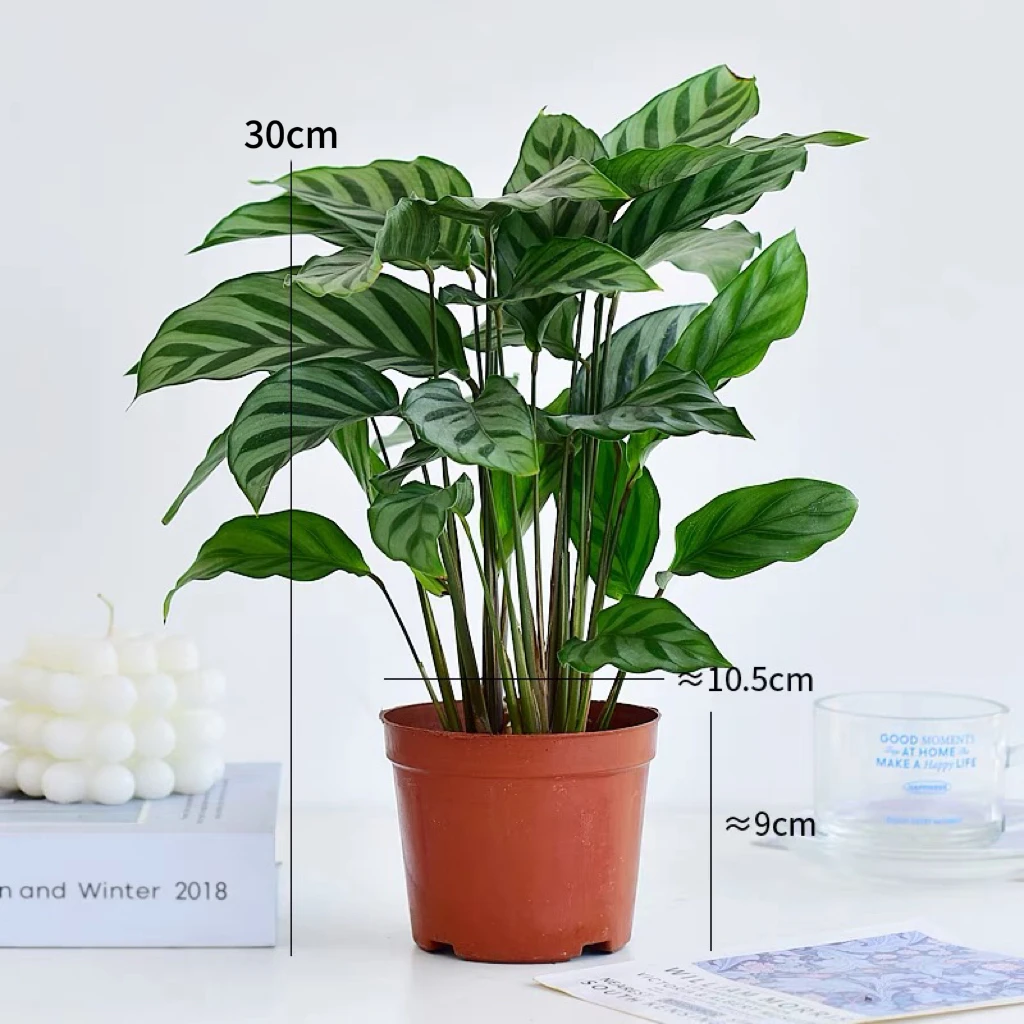翠叶竹芋绿植盆栽室内好养的花卉观叶植物四季常青除甲醛净化空气