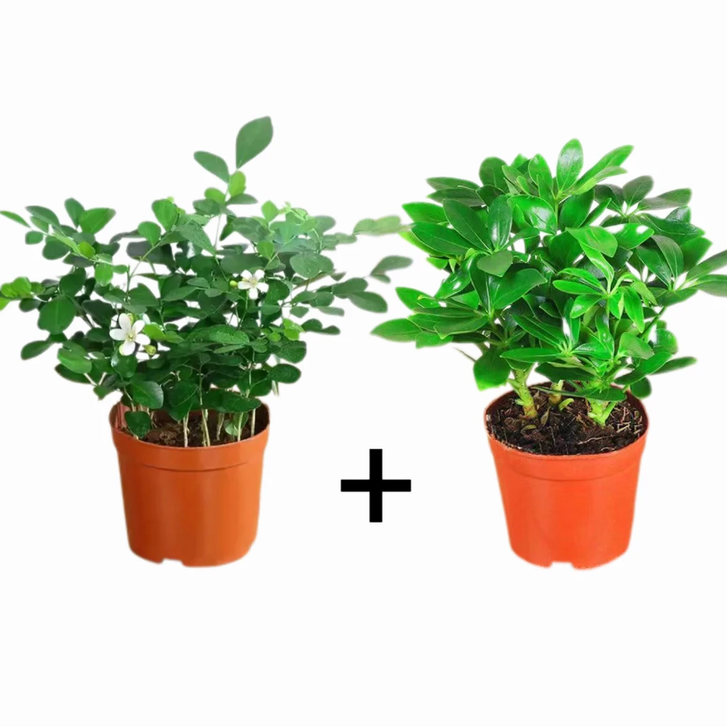 【2盆装】鸭脚木九里香盆栽盆栽四季常青桌面防辐射花卉盆景花卉