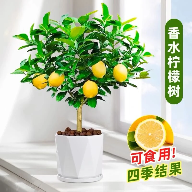 香水柠檬树苗盆栽带果室内室外结果无籽四季柠檬苗食用柠檬树果苗