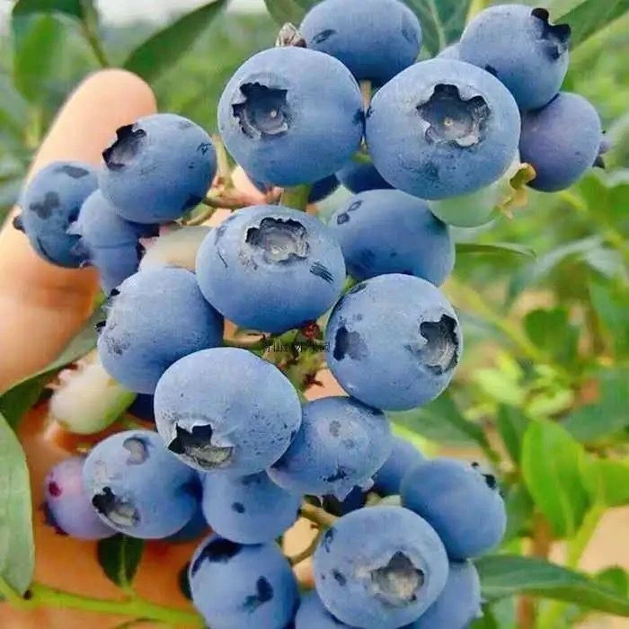 【顺丰/京东包邮大果】现货新鲜蓝莓兔眼蓝莓产地直发应季水果