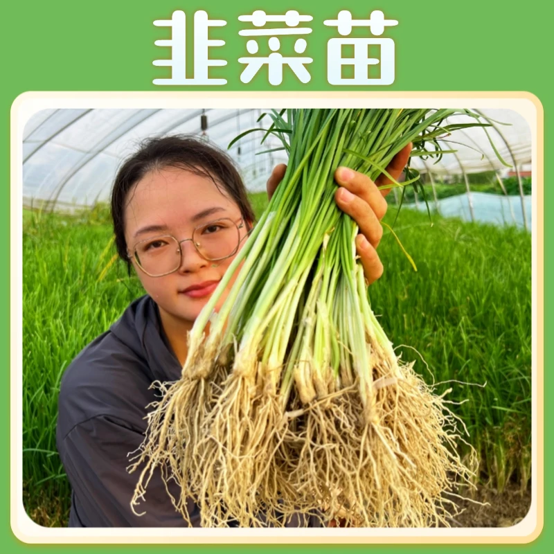 韭菜苗现挖宽叶白根韭菜秧苗甄选韭菜根庭院阳台粗根种植修剪移栽