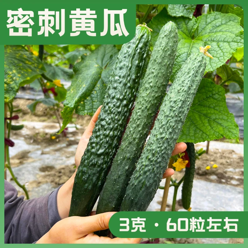 密刺黄瓜种子老品种甜脆黄瓜种子小菜园全国种植品质甄选黄瓜种籽