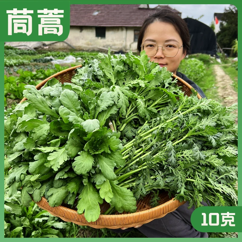 茼蒿种子小叶中叶大叶茼蒿种籽秋播四季生长抗病抗寒甄选品质种植