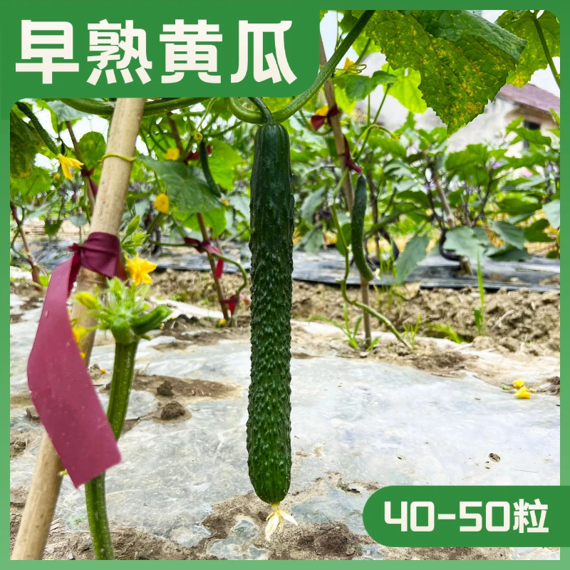 中早熟黄瓜种子甄选油亮高产绿肉密刺青瓜种籽耐寒耐高温春夏秋季