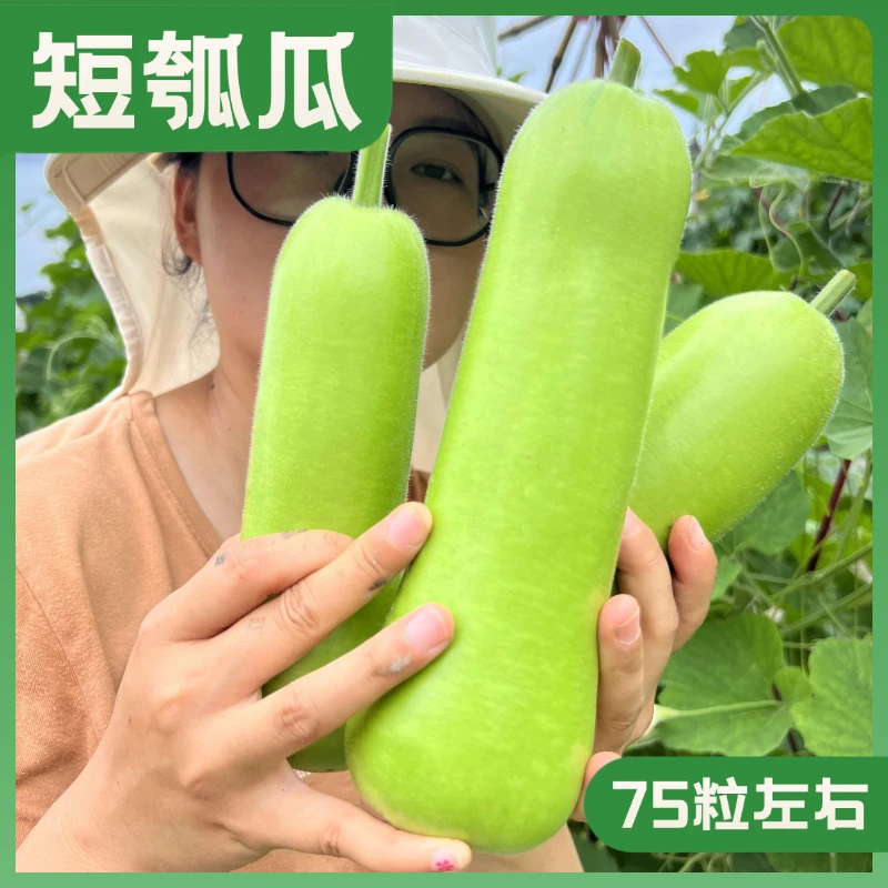 早熟短瓠瓜种子甄选高产短棒瓠瓜种籽抗病蒲瓜蔬菜家庭小菜园种植