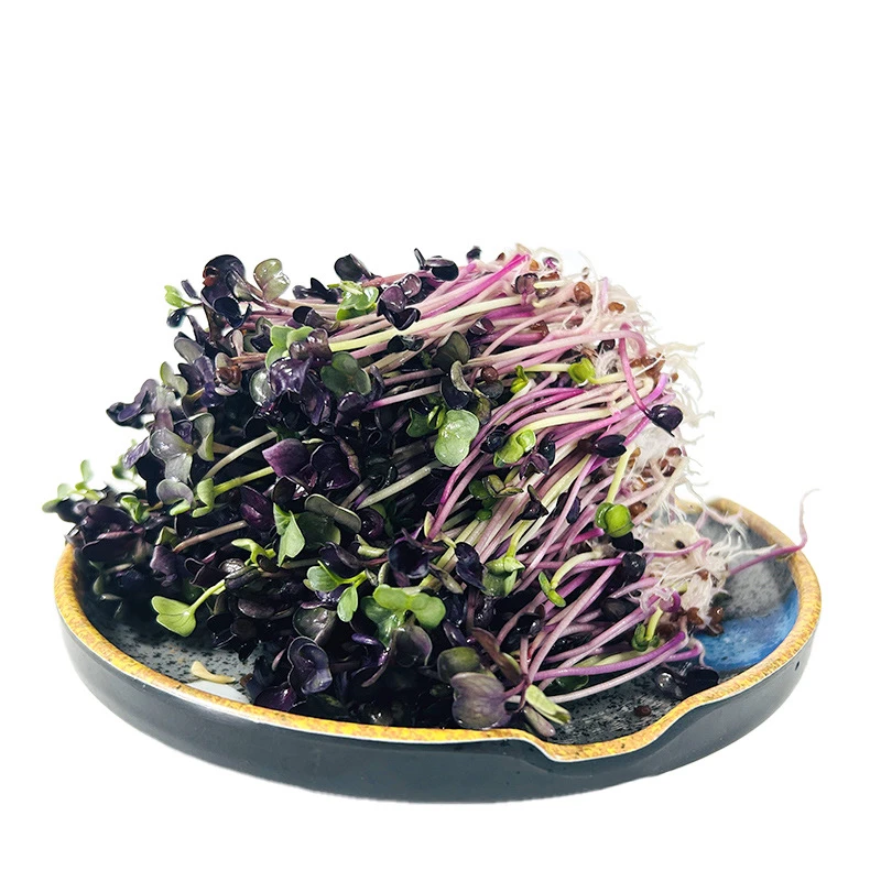 0添加 生态 七彩萝卜苗 150g/盒