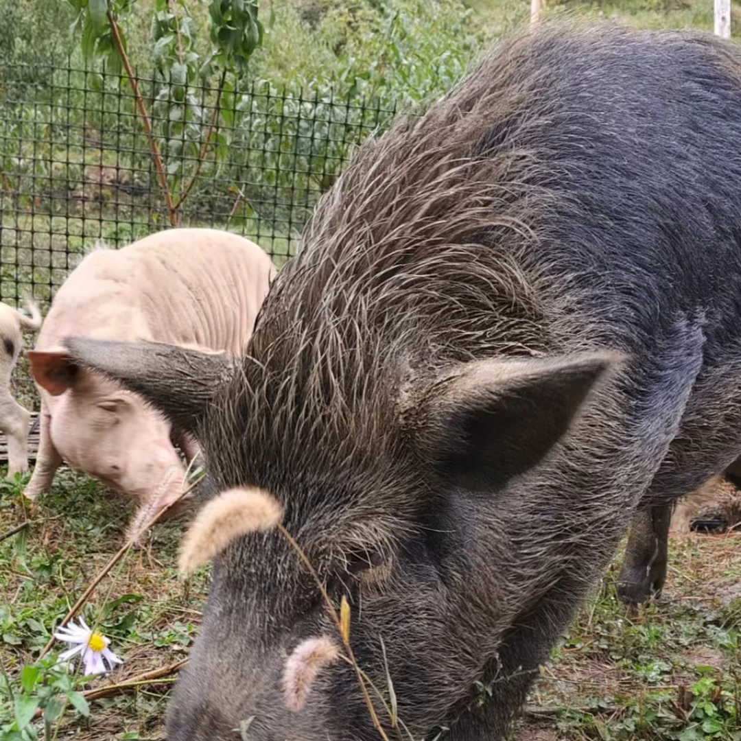 【跑山猪】生态散养600天藏香猪，野二代，肉质鲜美营养丰富