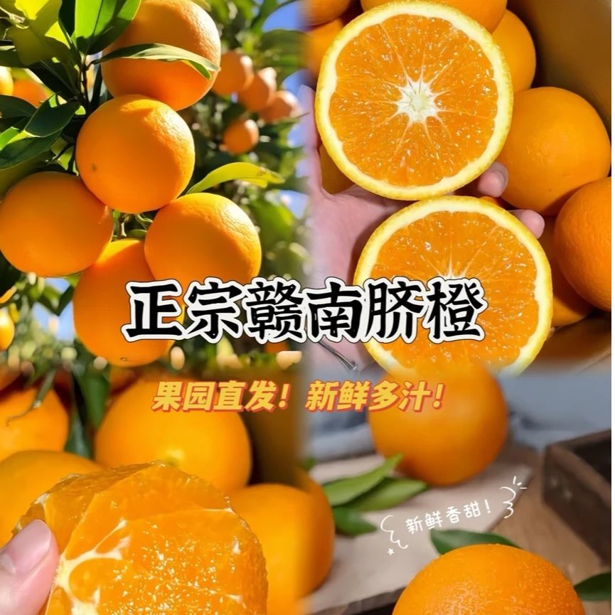 （下单联系客服）现摘赣南脐橙正宗江西安远果园直发不催熟香甜