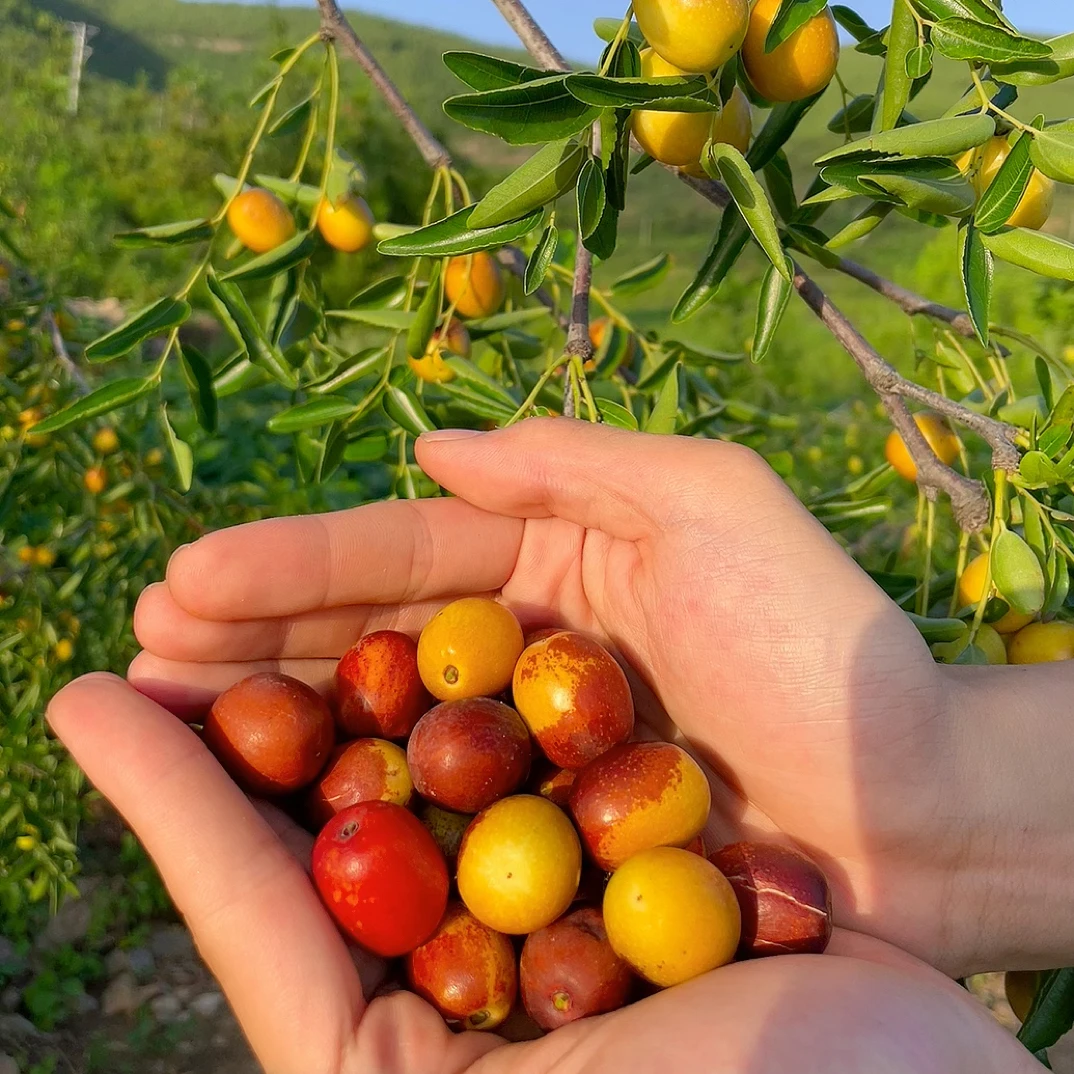 正宗沂蒙山酸枣酸甜可口新鲜好吃