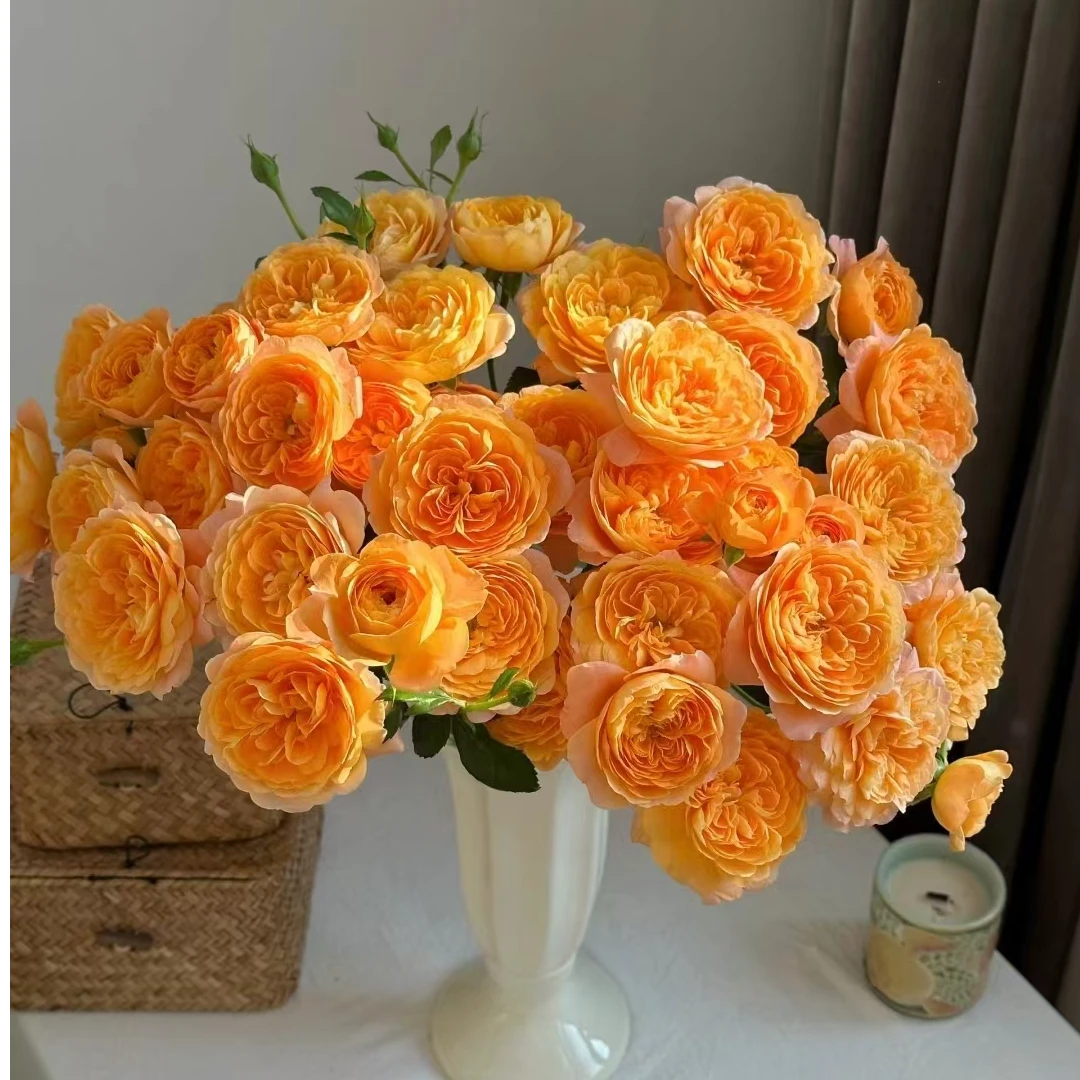 果汁阳台可阳台庭院 四季开花 花香四溢