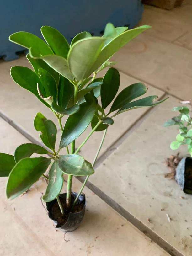 鸭脚木基地小苗直发