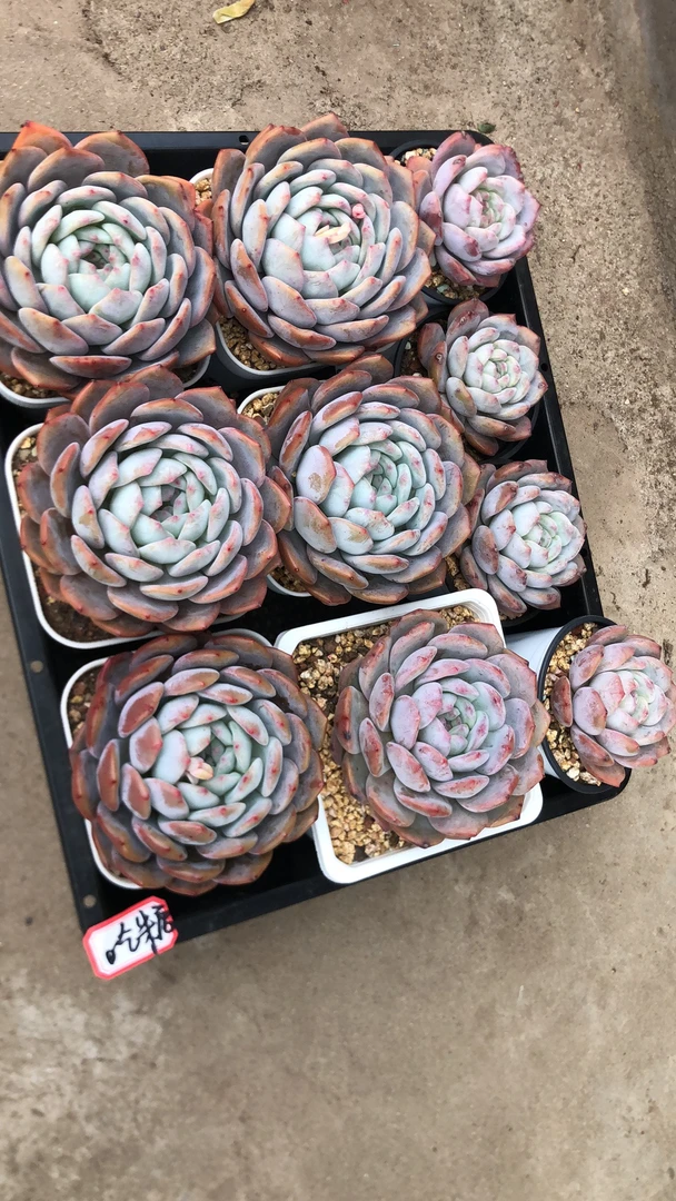 多肉植物 一物一拍