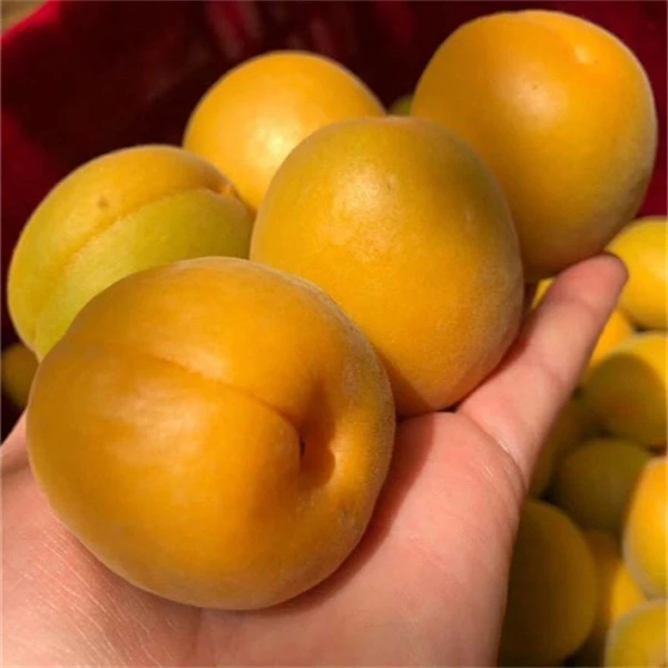 新鲜采摘大黄杏金太阳杏子产品酸杏子多汁酸甜水果1斤5斤产品杏子