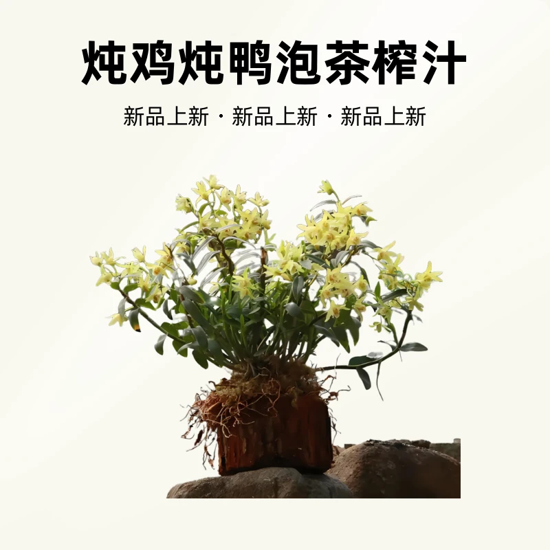 佰岁草铁皮石斛室内木桩盆栽苗鲜条枫斗花卉正宗食用盆景产地种植