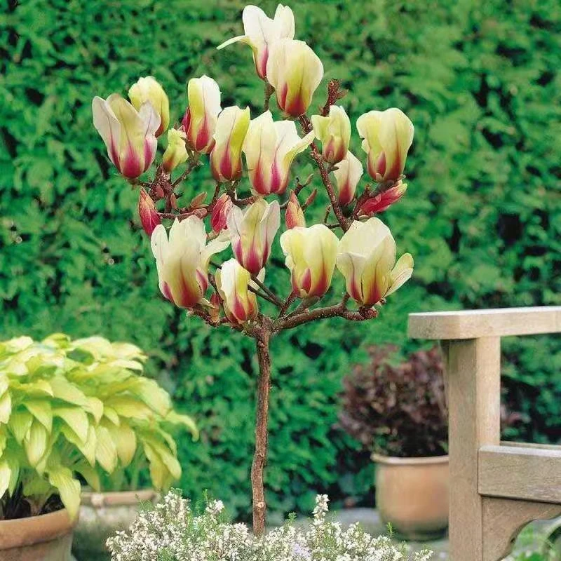 新品种玉兰树苗日出玉兰花一年三季开花会变色的玉兰地栽盆栽