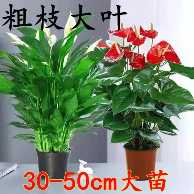 粉掌红掌白掌盆栽室内客厅桌面绿植盆栽净化空气四季常青原盆原土