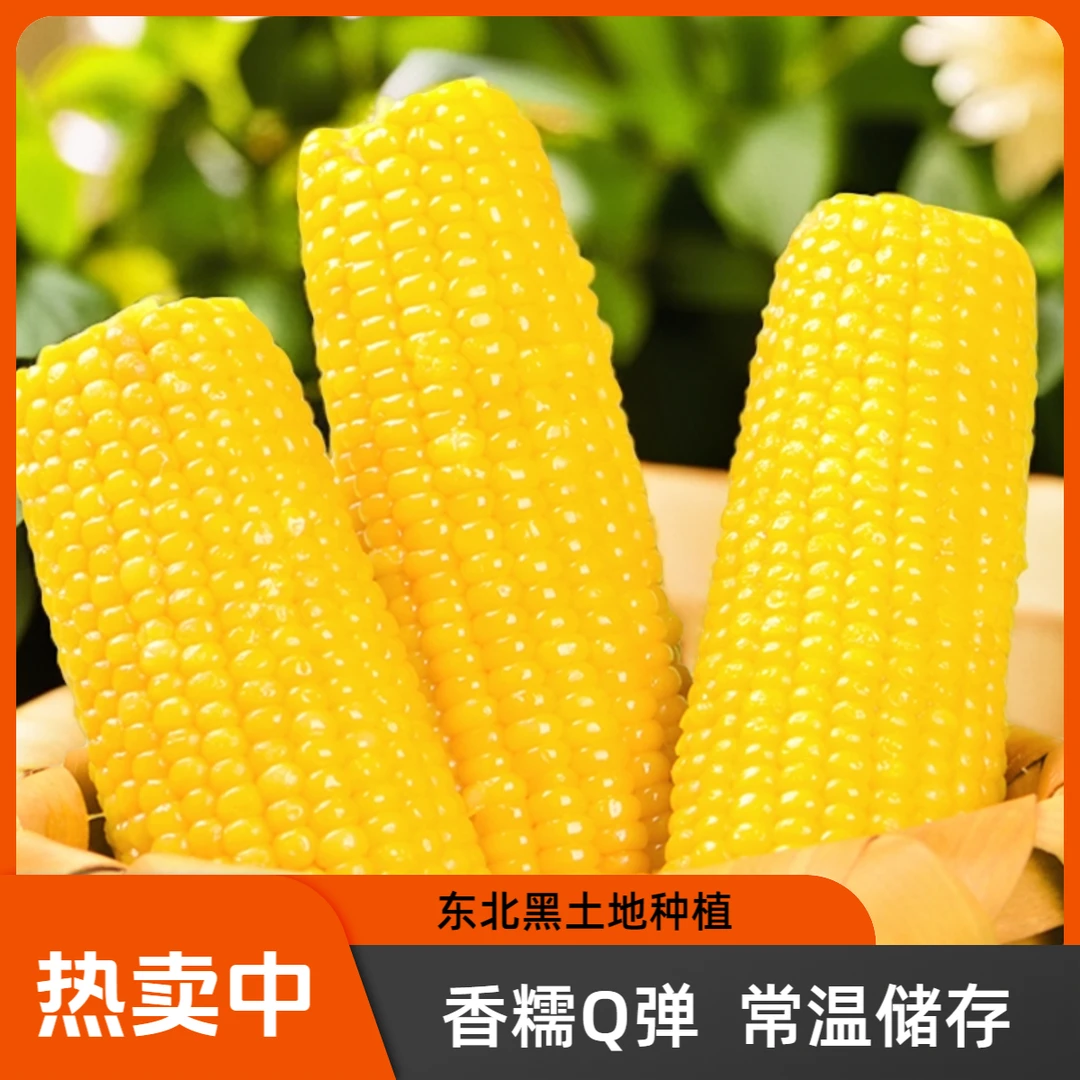 【划拉哥团长专属】东北黄糯玉米200g/根 *10根 真空北纬蒸煮颗粒
