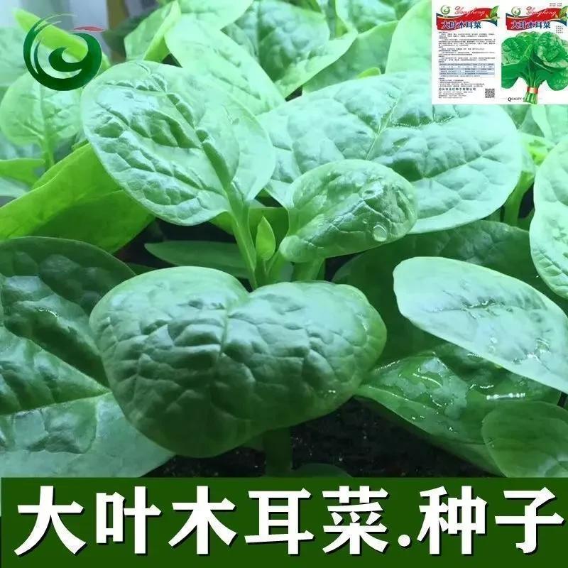【摘完又长】大叶木耳菜种子肉厚夏天耐高温四季阳台种子