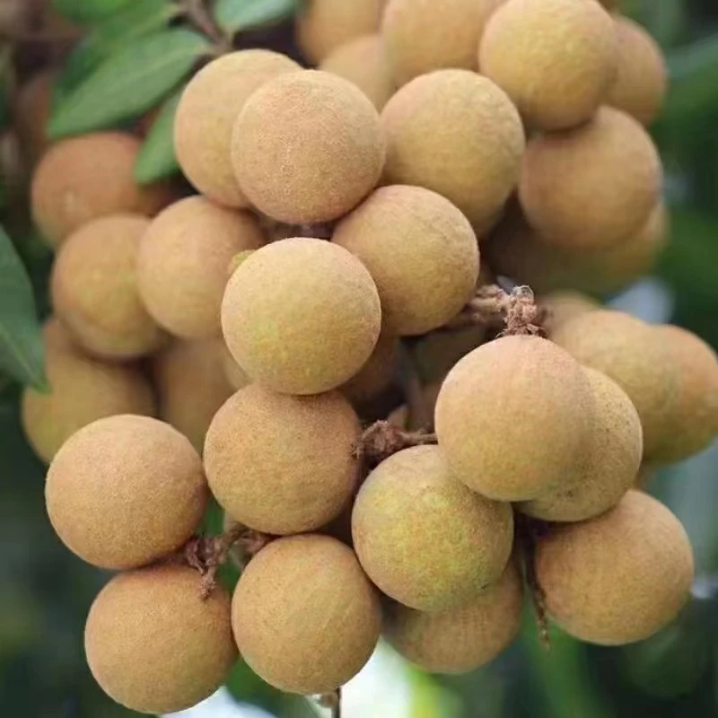 【顺丰冷链】莆田本地现采龙眼果园直发当季水果新鲜甘甜