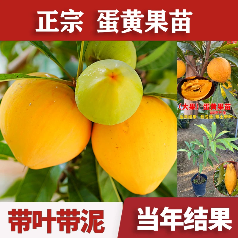 耀堂仙桃苗 正宗蛋黄果苗树苗带果发货鸡蛋果苗四季结果当年结果