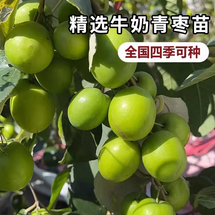 大青枣苗台湾大青枣苗树苗牛奶枣蜜丝枣嫁接苗甜脆枣子苗当年结果