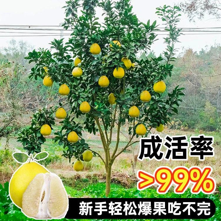 正宗容县沙田柚子树苗盆栽地栽嫁接高产大果免授粉带土带叶包成活