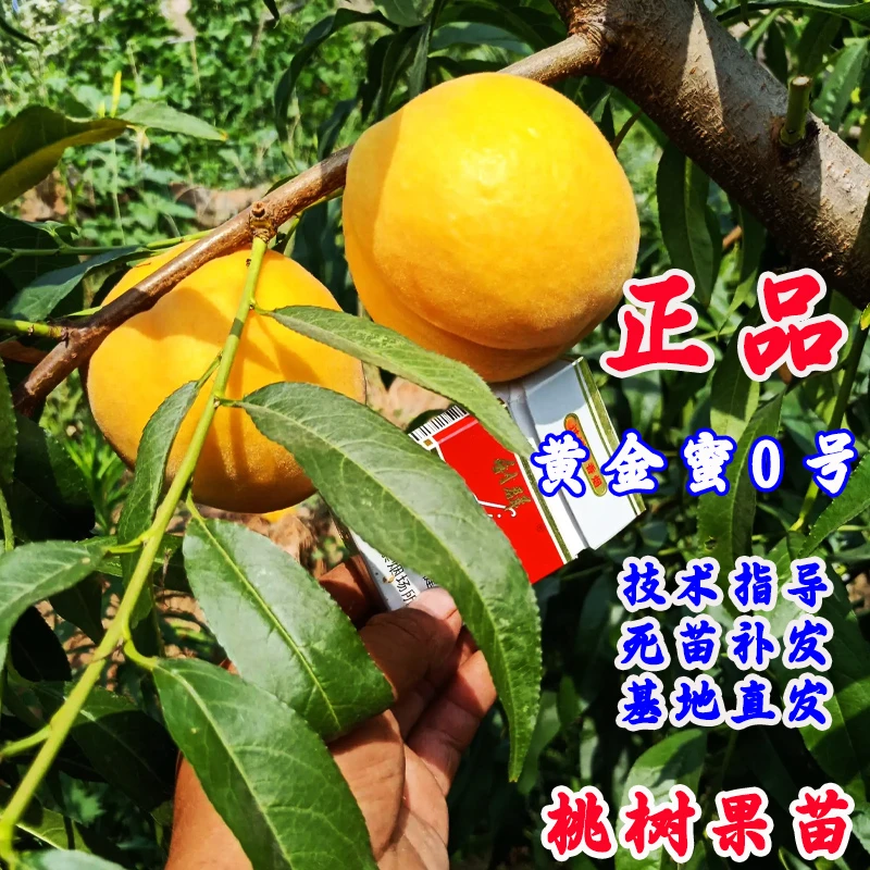 黄金蜜0号黄桃树苗嫁接特大早熟16-11黄肉桃树南方北方盆地栽种植