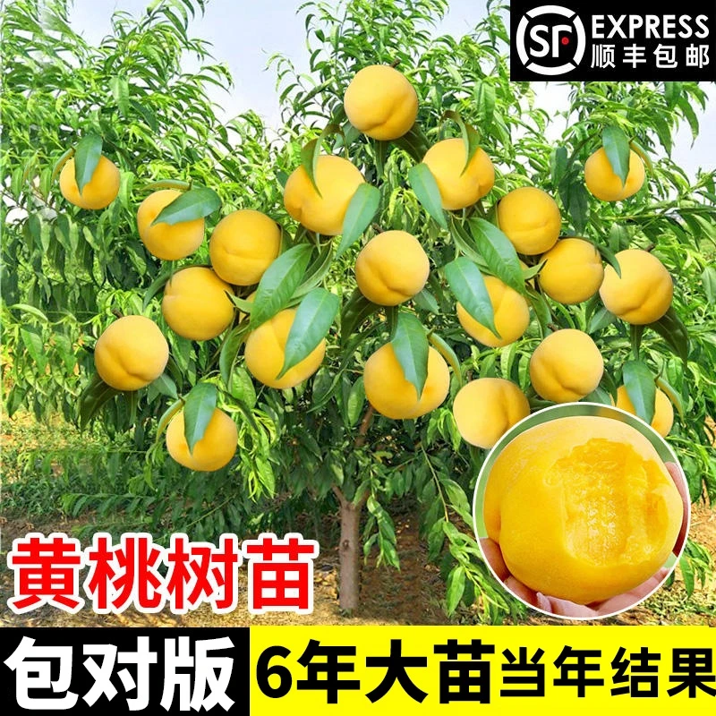 黄桃树苗桃树果苗南方北方种植嫁接苗油桃树果苗水蜜桃苗当年结果