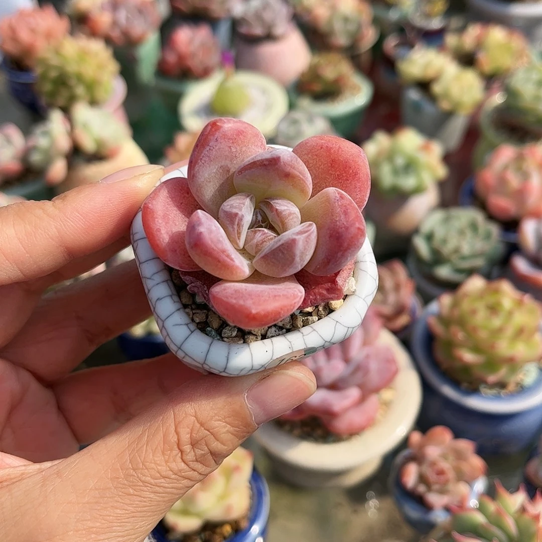 163 多肉含盆含土满30元包邮