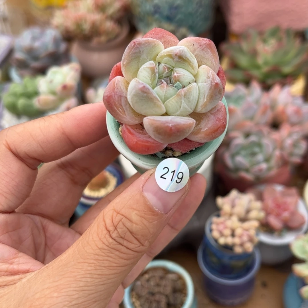 紫*219 多肉含盆含土满30元包邮